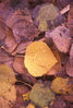 Autumn_Dew.jpg
