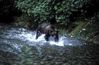 Bear_1.jpg