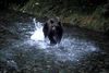 Bear_10~1.jpg