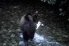 Bear_16~0.jpg