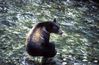Bear_20.jpg