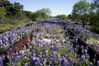 Bluebonnet_Railroad_1.jpg