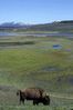Buffalo,_Yellowstone,_WY~0.jpg