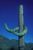 Dancin_Cactus-Tucson.Jpeg.jpg