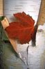 Image1.tif-Maple_and_Paper_Birch.tif.jpg
