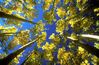 Image6.tif_Autumns_Up.tif.jpg