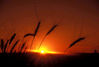 Sunset_Wheat.jpg