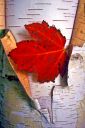 Paper-birch-and-maple-Image.jpg